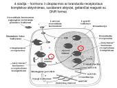 Steroidiniai hormonai 12 puslapis