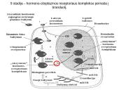 Steroidiniai hormonai 13 puslapis