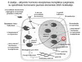 Steroidiniai hormonai 14 puslapis
