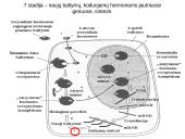 Steroidiniai hormonai 15 puslapis