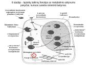 Steroidiniai hormonai 16 puslapis