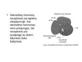 Steroidiniai hormonai 19 puslapis