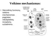 Steroidiniai hormonai 8 puslapis
