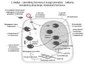 Steroidiniai hormonai 9 puslapis