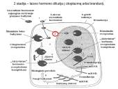 Steroidiniai hormonai 10 puslapis