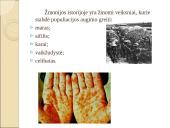 Žmogaus populiacijos augimo ir gyvųjų resursų eikvojimo problemos 3 puslapis