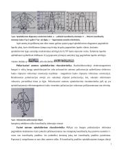 Antenos. Antenų charakteristikų skaičiavimas 7 puslapis