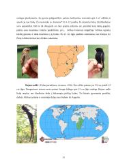Audėjų (Ploceidae) įvairovė ir paplitimas 11 puslapis
