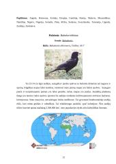 Audėjų (Ploceidae) įvairovė ir paplitimas 12 puslapis