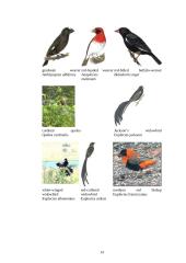 Audėjų (Ploceidae) įvairovė ir paplitimas 14 puslapis