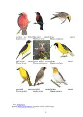 Audėjų (Ploceidae) įvairovė ir paplitimas 15 puslapis
