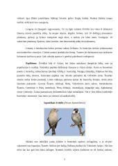 Audėjų (Ploceidae) įvairovė ir paplitimas 5 puslapis