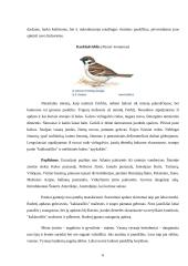 Audėjų (Ploceidae) įvairovė ir paplitimas 6 puslapis