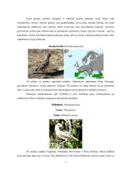 Audėjų (Ploceidae) įvairovė ir paplitimas 7 puslapis