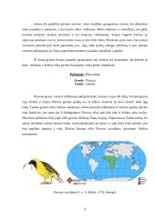 Audėjų (Ploceidae) įvairovė ir paplitimas 9 puslapis