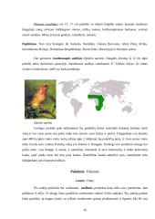 Audėjų (Ploceidae) įvairovė ir paplitimas 10 puslapis