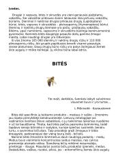 Bitės, pagrindinė informacija apie bites