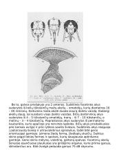 Bitės, pagrindinė informacija apie bites 3 puslapis