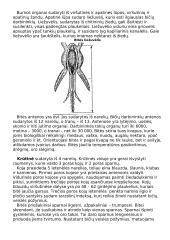 Bitės, pagrindinė informacija apie bites 4 puslapis