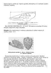Bitės, pagrindinė informacija apie bites 5 puslapis