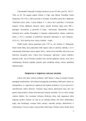 Cukrus ir sveikata 2 puslapis