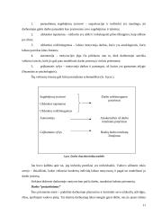 Dabarties ir ateities organizacija: personalo motyvavimo sistemos vertinimo aspektai 11 puslapis