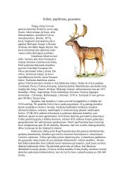 Danielius 2 puslapis