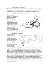 Danielius 4 puslapis