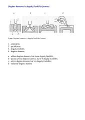 Dyzeliniai degalai 7 puslapis