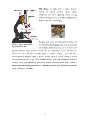 Fizikos raida Lietuvoje. Mechanika ir optika XVII amžiuje 6 puslapis