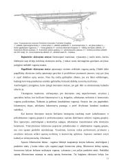 Geležinkelių transporto keliai ir terminalai 13 puslapis