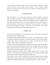 Įmonių organizacinės formos skirtingose šalyse 8 puslapis