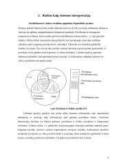 Investicijų rizika 4 puslapis