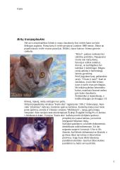 Kačių veislės 3 puslapis
