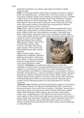 Kačių veislės 6 puslapis