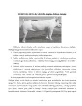 Kiaulių genetiniai ištekliai Lietuvoje ir pasaulyje 16 puslapis