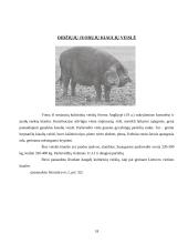 Kiaulių genetiniai ištekliai Lietuvoje ir pasaulyje 18 puslapis