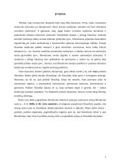 Liberalizmo sąsajos su filosofijos disciplina. Filosofinės liberalizmo ištakos 3 puslapis