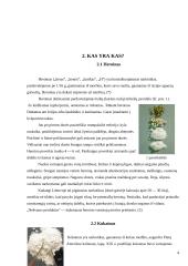 Narkotikai, narkotikų rūšys 4 puslapis