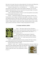 Narkotikai, narkotikų rūšys 5 puslapis