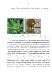 Narkotikų paplitimas tarp jaunimo 5 puslapis