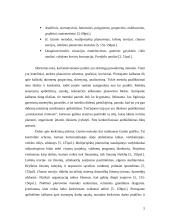 Planų įvairovė, jų sudarymo ypatybės 6 puslapis