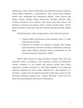 Planų įvairovė, jų sudarymo ypatybės 7 puslapis