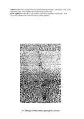 Plyšių įvertinimas ir remontas 7 puslapis