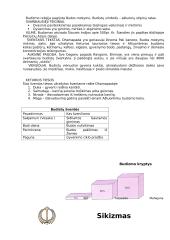 Didžiosios religijos 5 puslapis