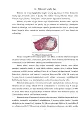 Rūkymo poveikis bei žala sveikatai 5 puslapis