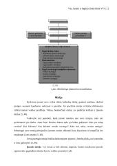 Marketingo valdymo procesas 5 puslapis