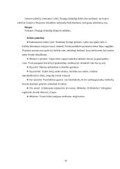 Tarptautinio turizmo sistemos analizė Naujojoje Zelandijoje - ilgo balto debesies žemėje 16 puslapis