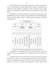 Teisinės aplinkos įtaka tarptautiniam verslui 13 puslapis