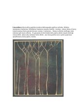 Vaizduojamoji grafika 9 puslapis